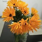 Gruenzeit Ferienwohnung, Vor Der Haustuere *