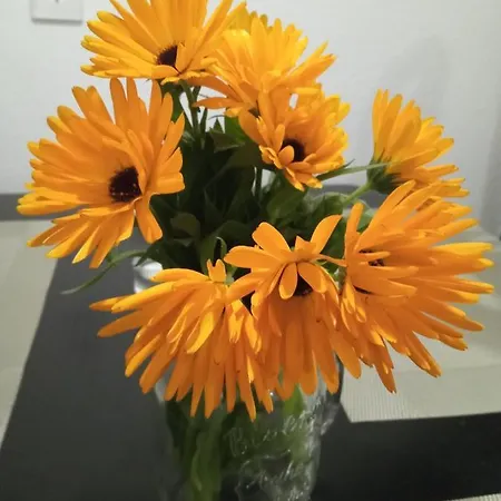 Schaeferhof, Vor Der Haustüre *