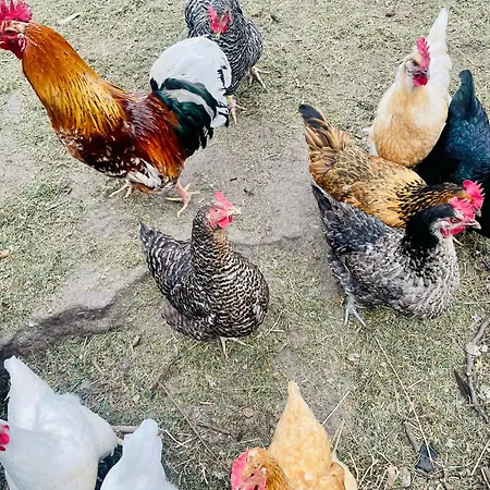 Gruenzeit Ferienwohnung, Vor Der Haustuere *