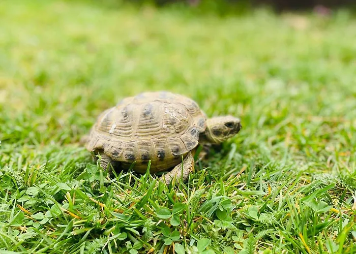 GRÜNZEIT Ferienwohnung, die Natur vor der Haustüre Cottbus
